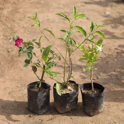 Buy Set of 3 - Raat ki Rani, Desi Rose & Mogra (any colour) in 4 Inch Nursery Bag Online | Urvann.com