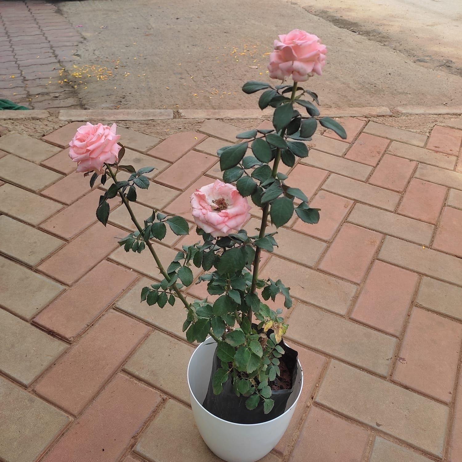 Rose Pink in 7 Inch Elegant White Plastic Pot