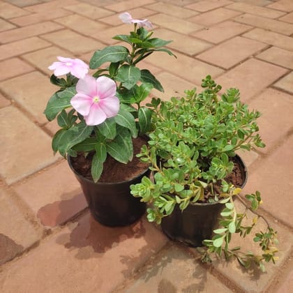 Buy Set Of 2 - Flowering Combo (Mose Rose & Vinca) (Any Colour) in 4 Inch Plastic Pot Online | Urvann.com
