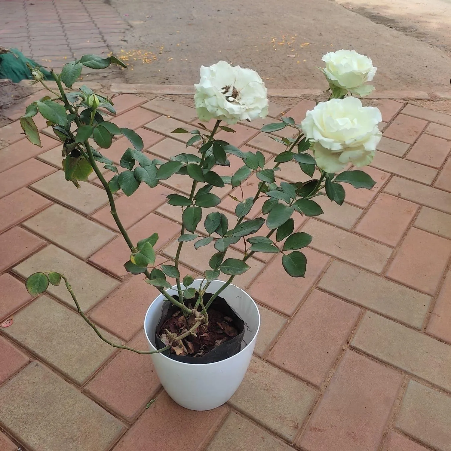 Rose White in 7 Inch Elegant White Plastic Pot