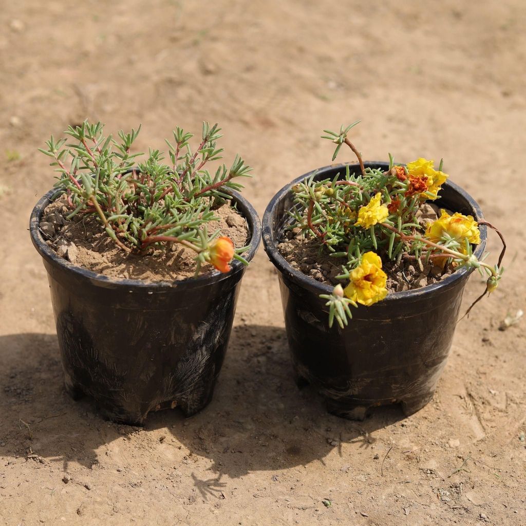 Buy Set of 2 - Portulaca Moss Rose (any colour) in 4 Inch Plastic Pot Online | Urvann.com Set of 2 - Portulaca Moss Rose (any colour) in 4 Inch Nursery Pot