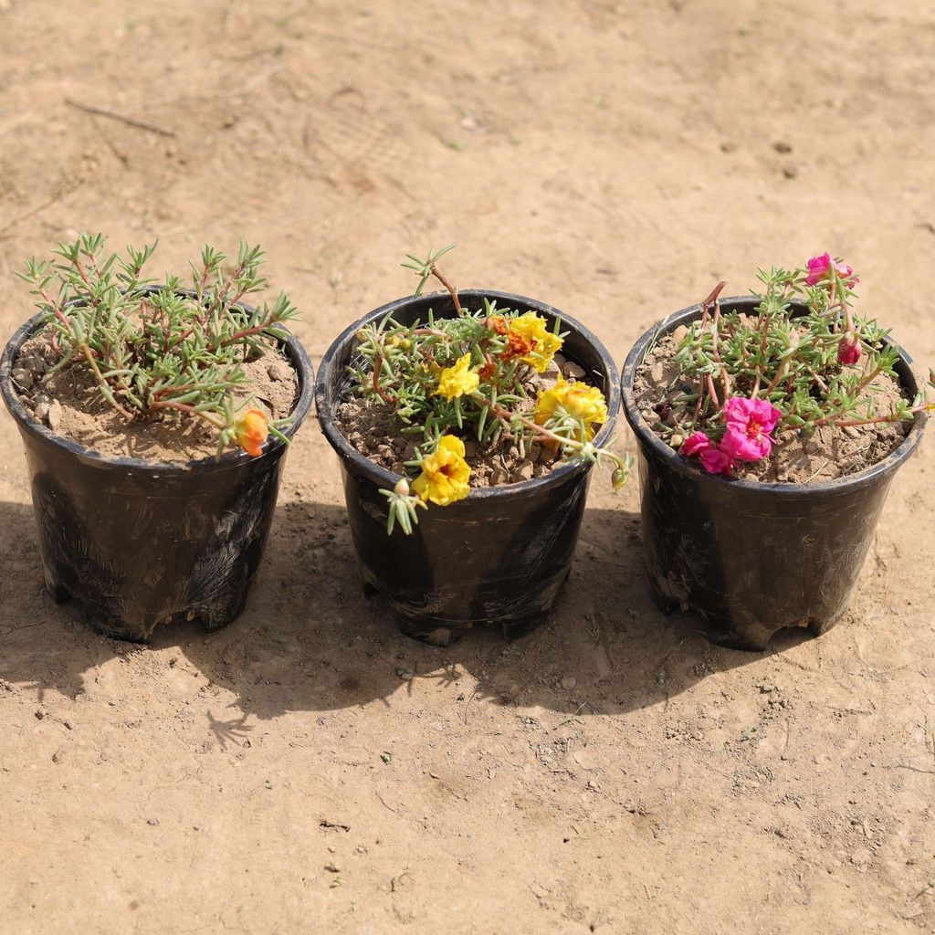 Buy Set of 3 - Portulaca Moss Rose (any colour) in 4 Inch Plastic Pot Online | Urvann.com Set of 3 - Portulaca Moss Rose (any colour) in 4 Inch Nursery Pot