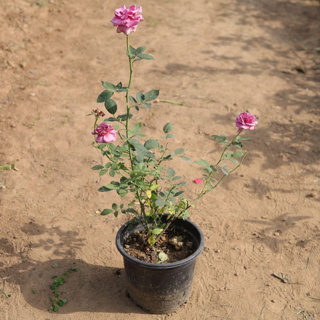 English Rose (any colour) in 8 Inch Nursery Pot
