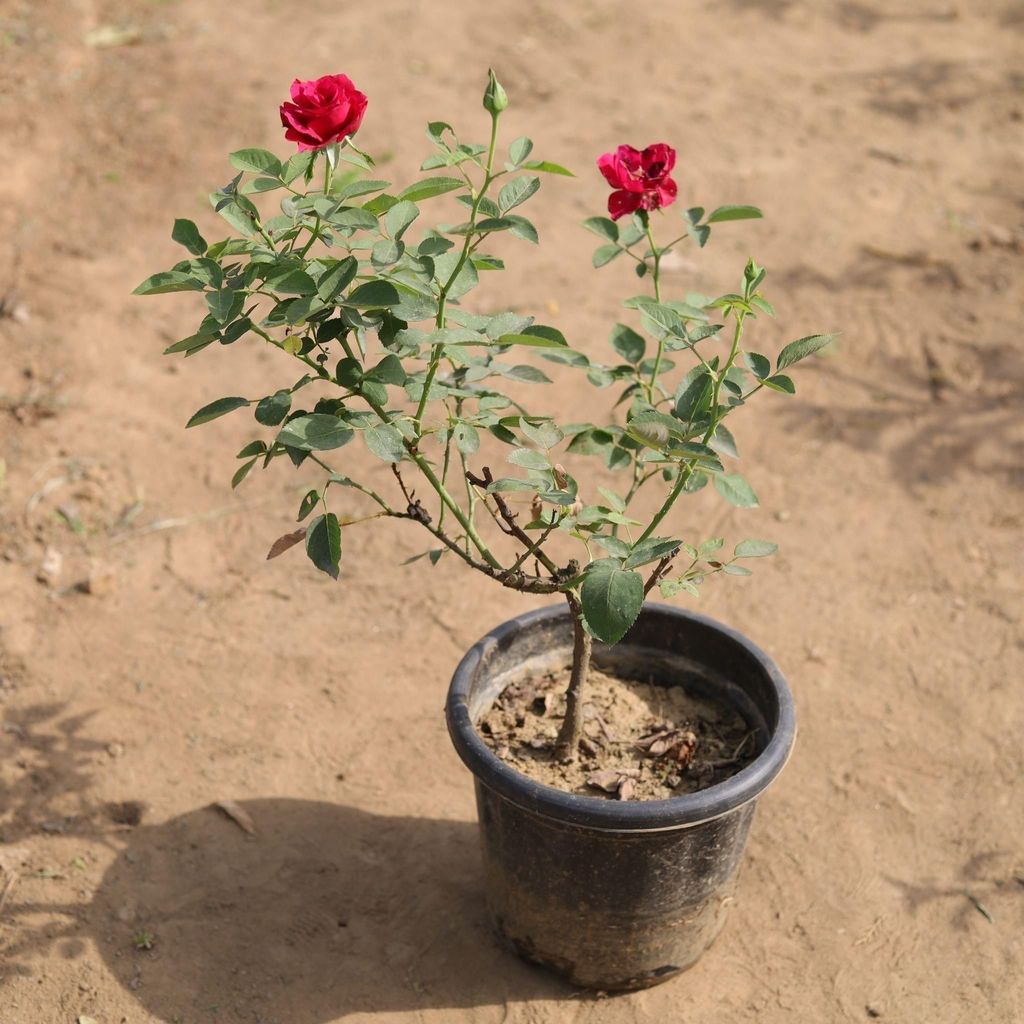 Buy English Rose Red in 8 Inch Plastic Pot Online | Urvann.com English Rose Red in 8 Inch Nursery Pot