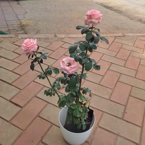Rose Pink in 7 Inch Elegant White Plastic Pot