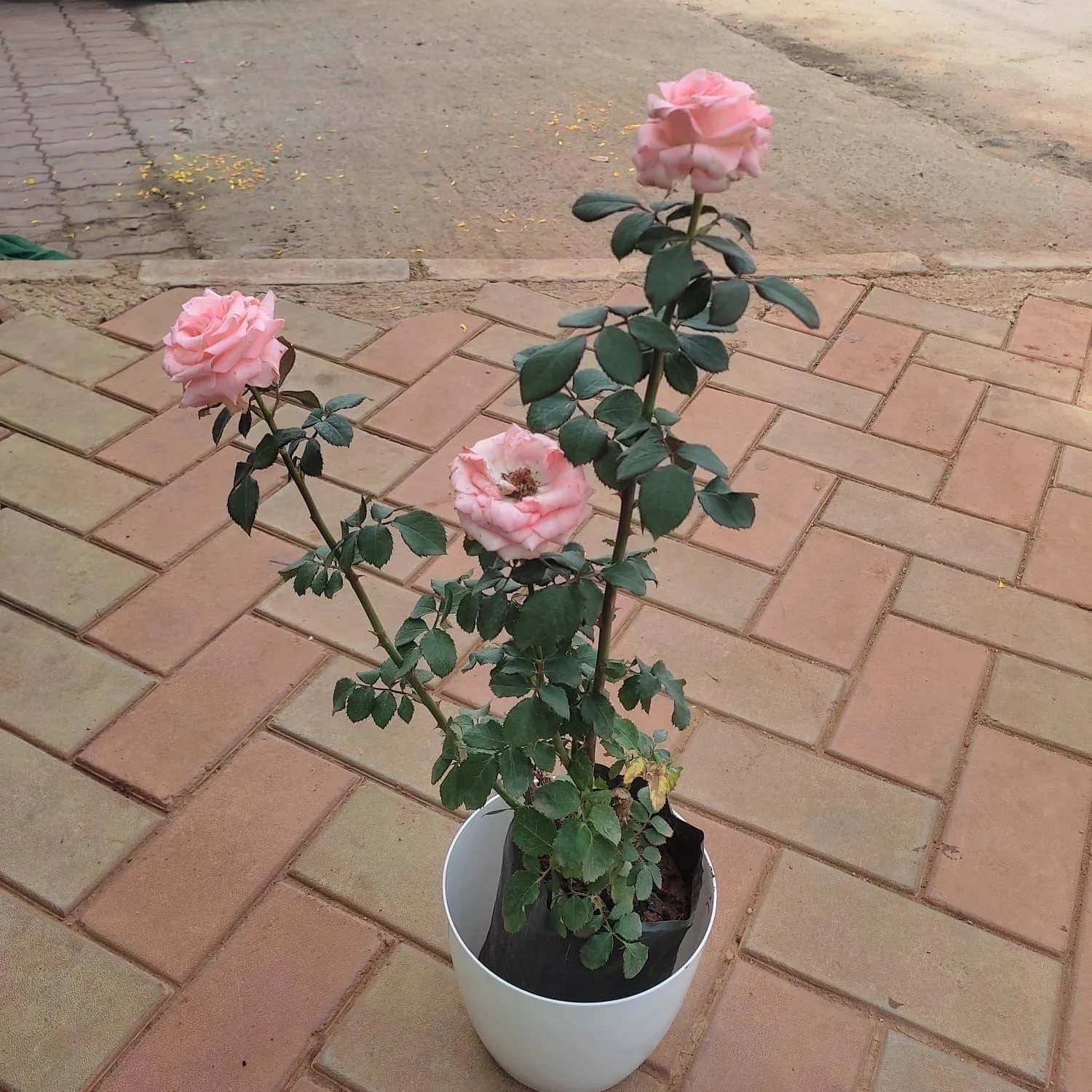 Rose Pink in 7 Inch Elegant White Plastic Pot