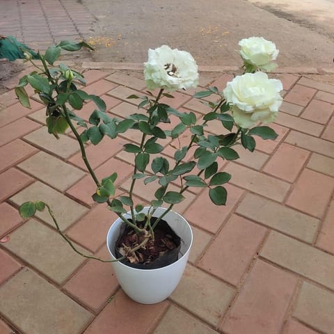 Rose White in 7 Inch Elegant White Plastic Pot