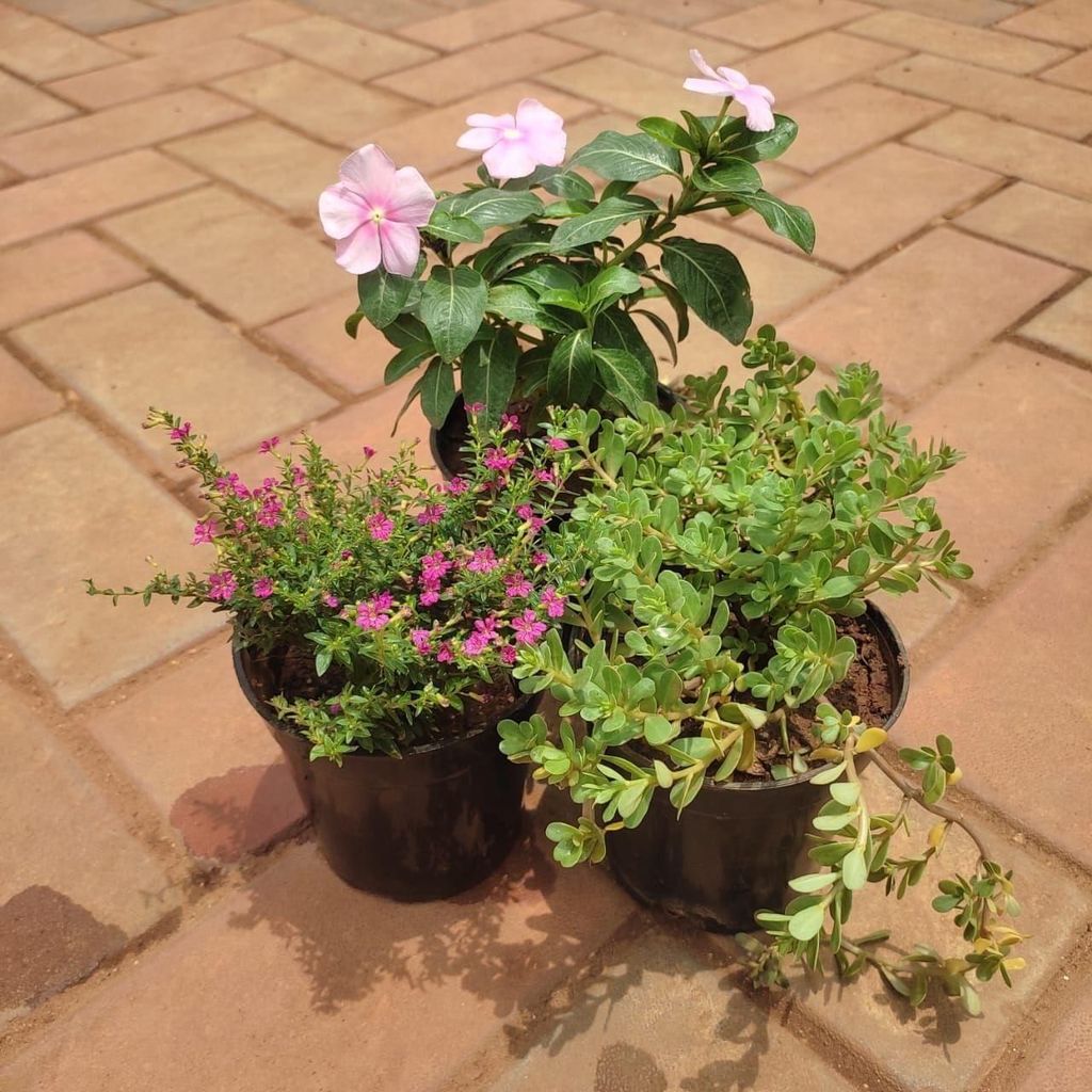 Buy Set Of 3 - Flowering Combo (Cuphea, Mose Rose & Vinca) (Any Colour) in 4 Inch Plastic Pot Online | Urvann.com Set Of 3 - Flowering Combo (Cuphea, Moss Rose & Vinca) (Any Colour) in 4 Inch Nursery Pot