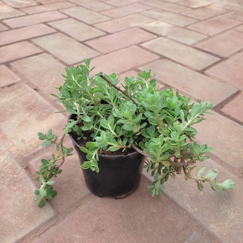 Buy Moss Rose (Any Colour) in 4 Inch Plastic Pot Online | Urvann.com Moss Rose (Any Colour) in 4 Inch Nursery Pot