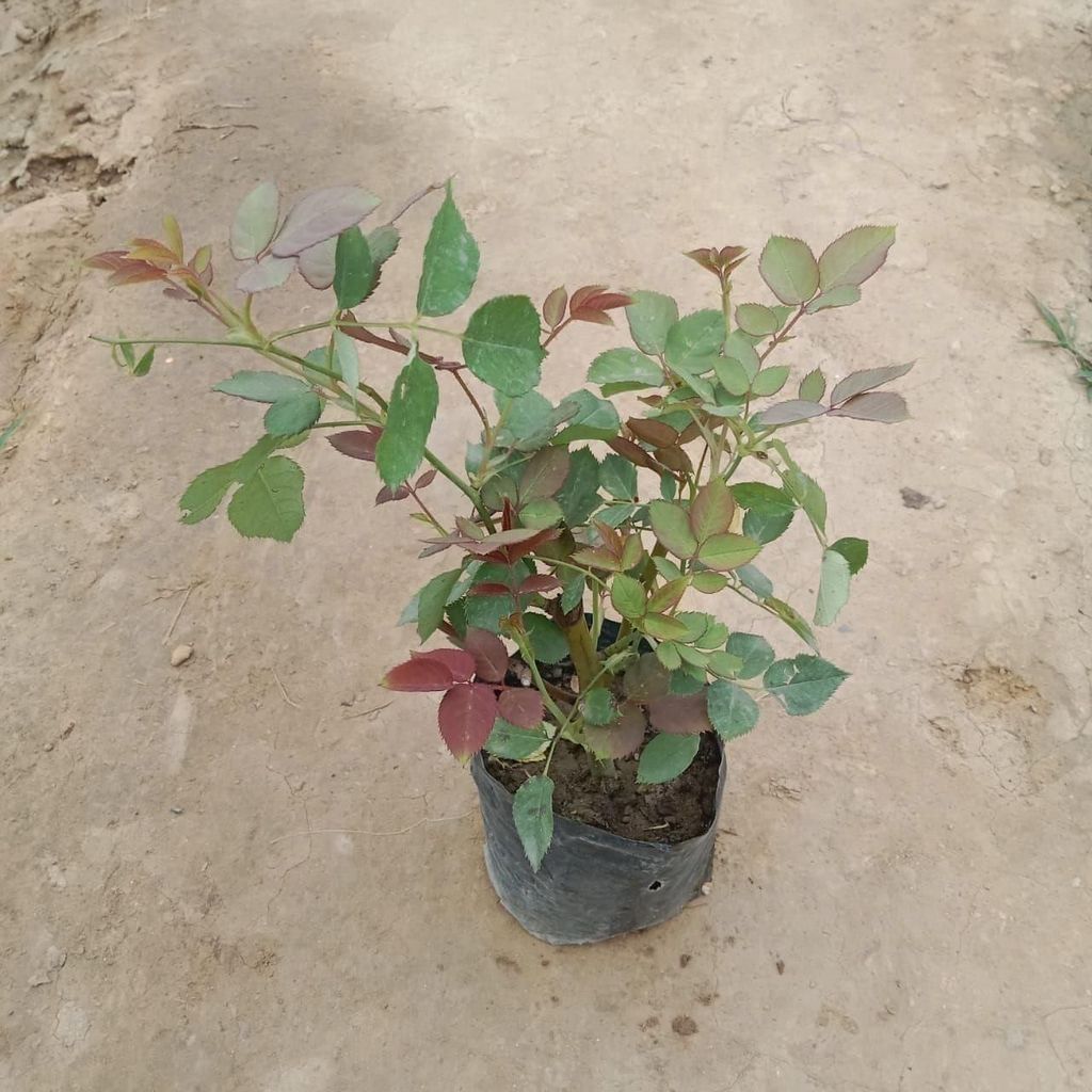 Desi Rose (any colour) in 4 Inch Nursery Bag