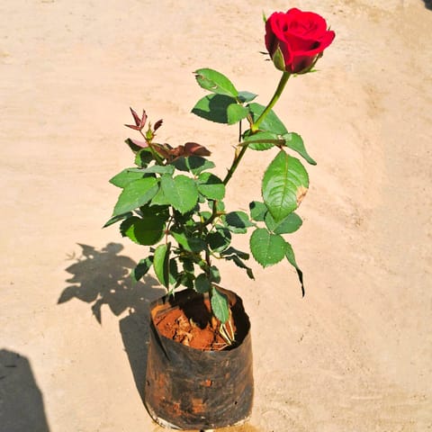 English Rose (any colour) in 7 Inch Nursery Bag