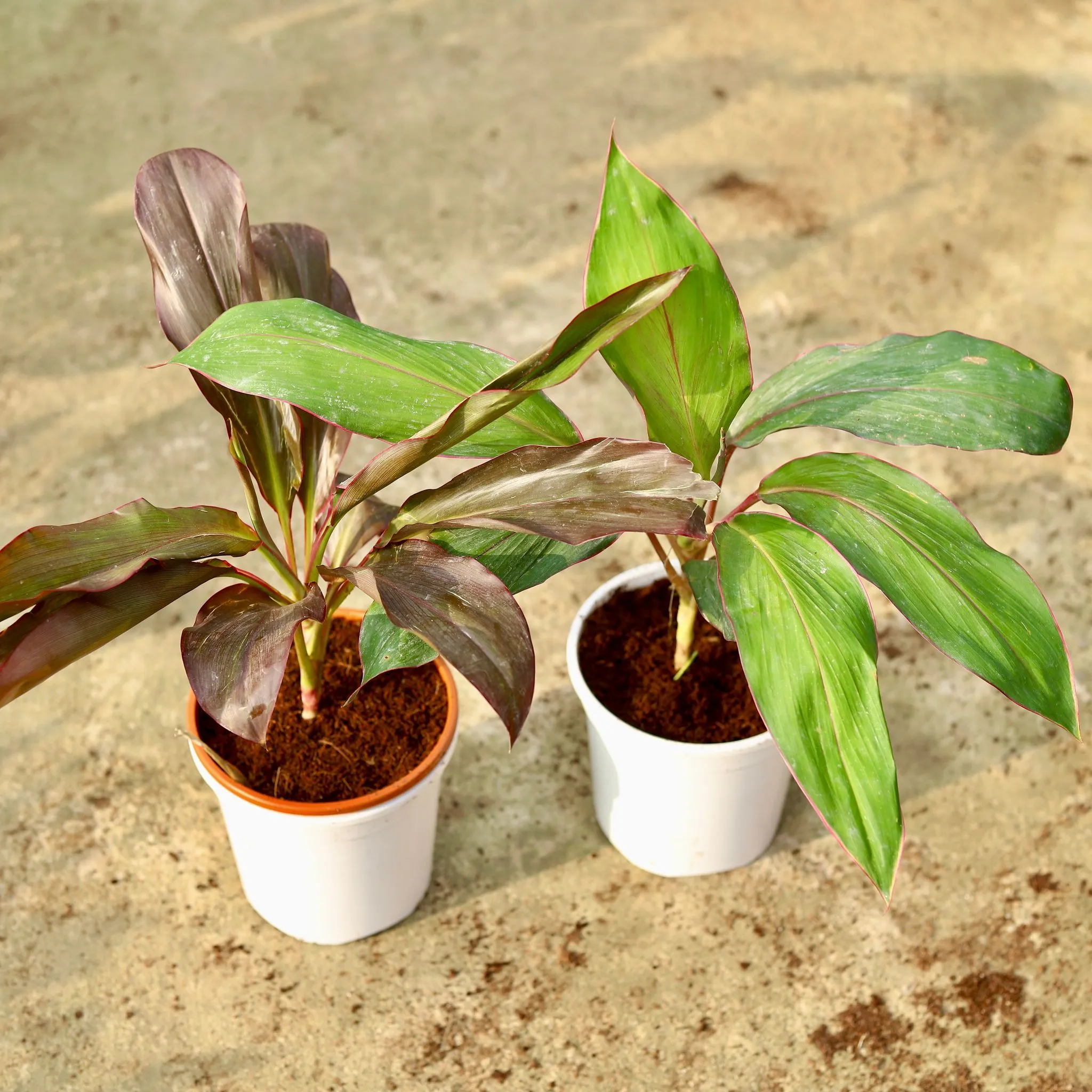 Set of 2 - Dracaena (Rosea & Kedarnath) in 6 Inch White Nursery Pot