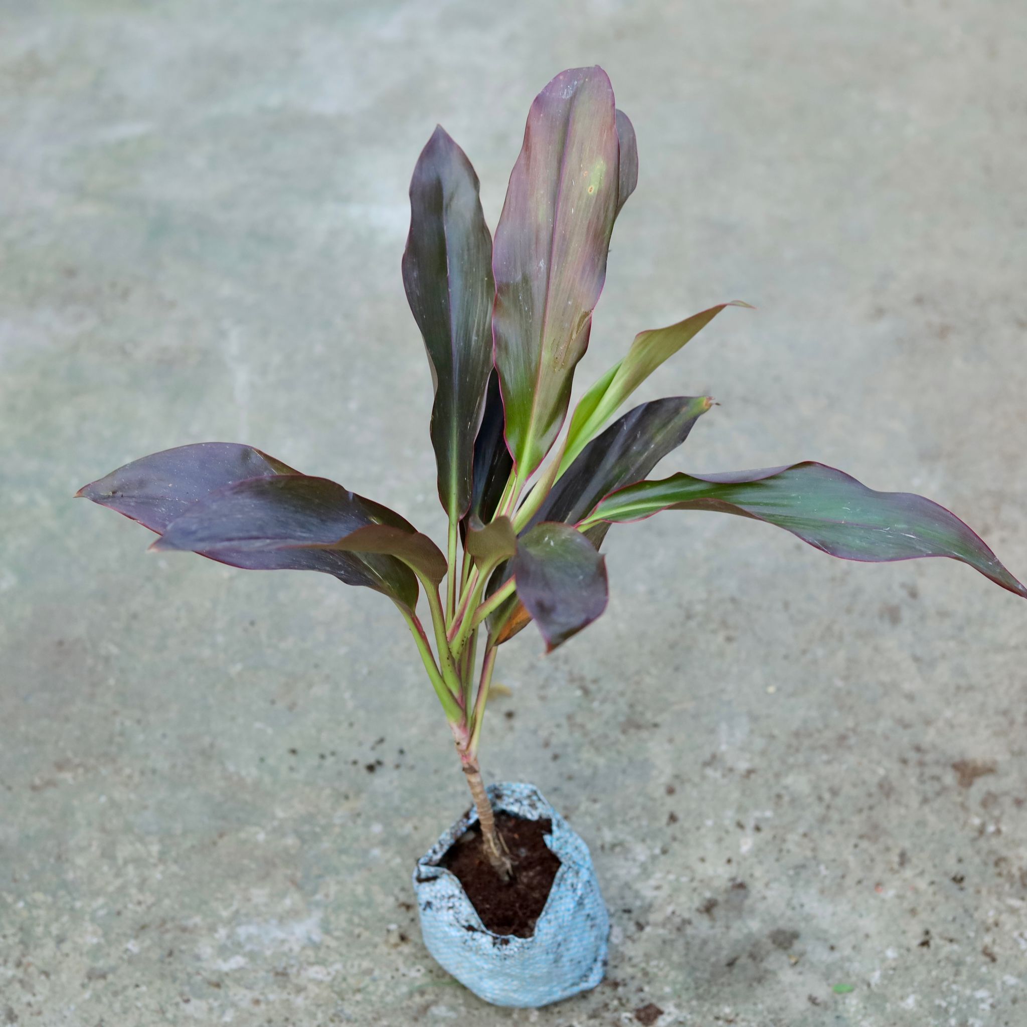 Dracaena Rosea in 5 Inch Nursery bag