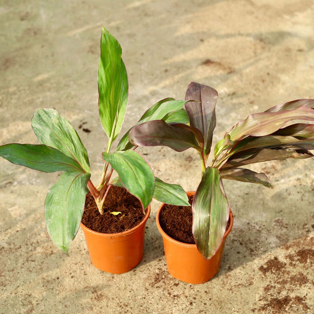 Buy Set of 2 - Dracaena (Rosea & Kedarnath) In 6 Inch Red Nursery Pot Online | Urvann.com Set of 2 - Dracaena (Rosea & Kedarnath) in 6 Inch Red Nursery Pot