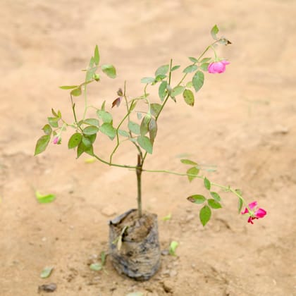 Buy Desi Gulab / Rose (any colour) in 4 Inch Nursery Bag Online | Urvann.com
