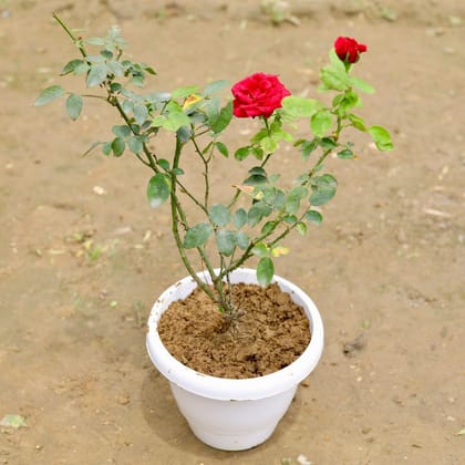 Buy English Rose (any colour) in 8 Inch White Classy Plastic Pot Online | Urvann.com