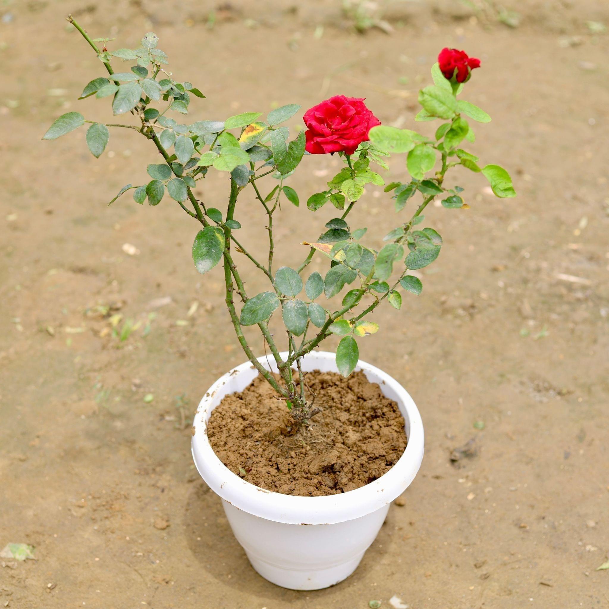 English Rose (any colour) in 8 Inch White Classy Plastic Pot