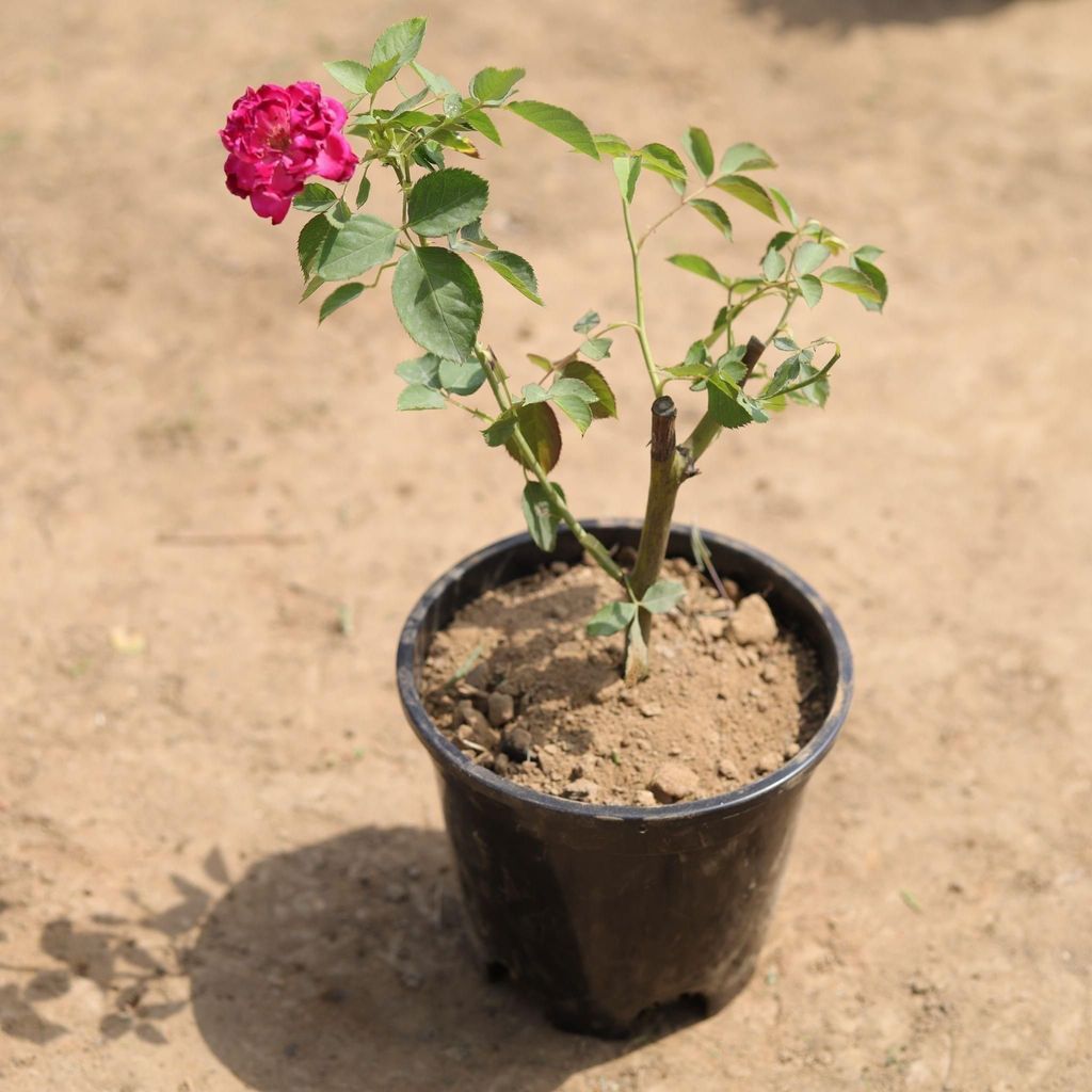 Buy Desi Rose (any colour) in 4 Inch Plastic Pot Online | Urvann.com Desi Rose (any colour) in 4 Inch Nursery Pot