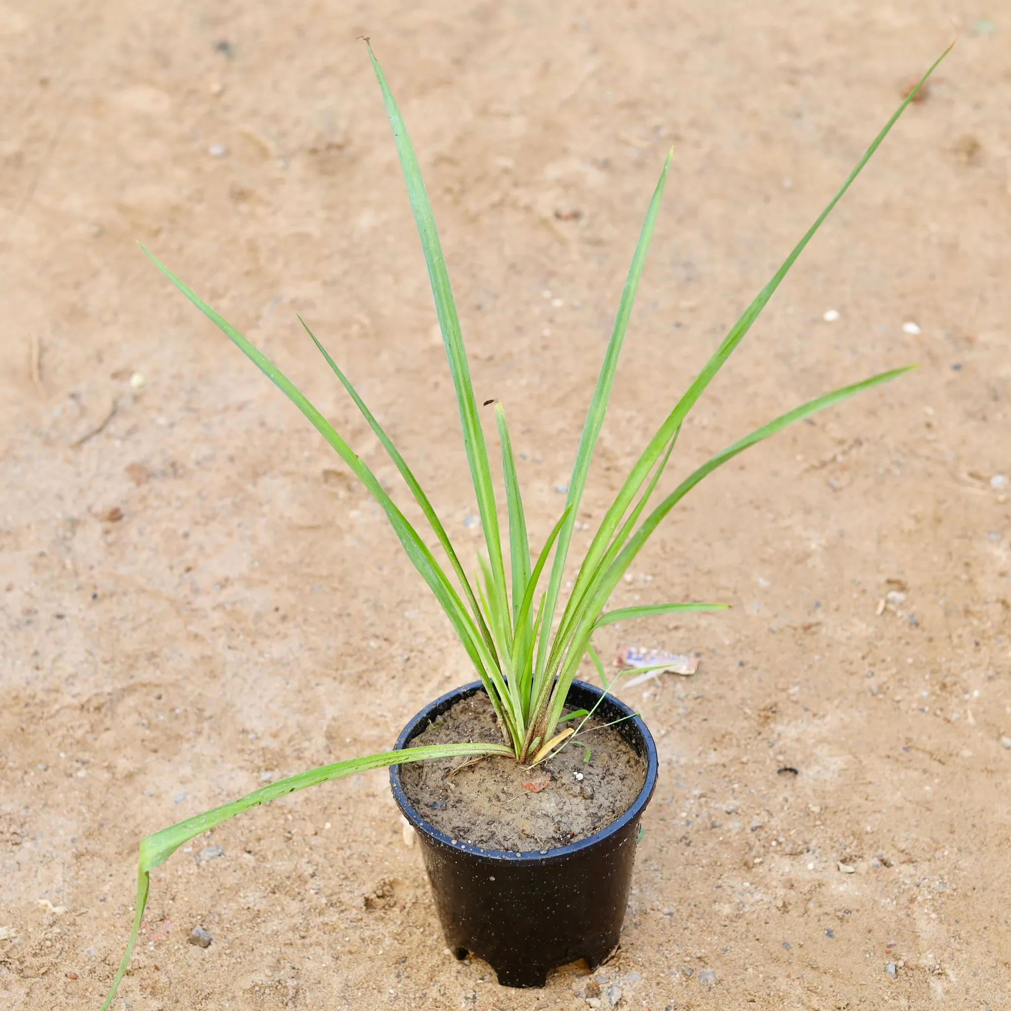 Rajnigandha / Tuberose (any colour) in 6 Inch Nursery Pot