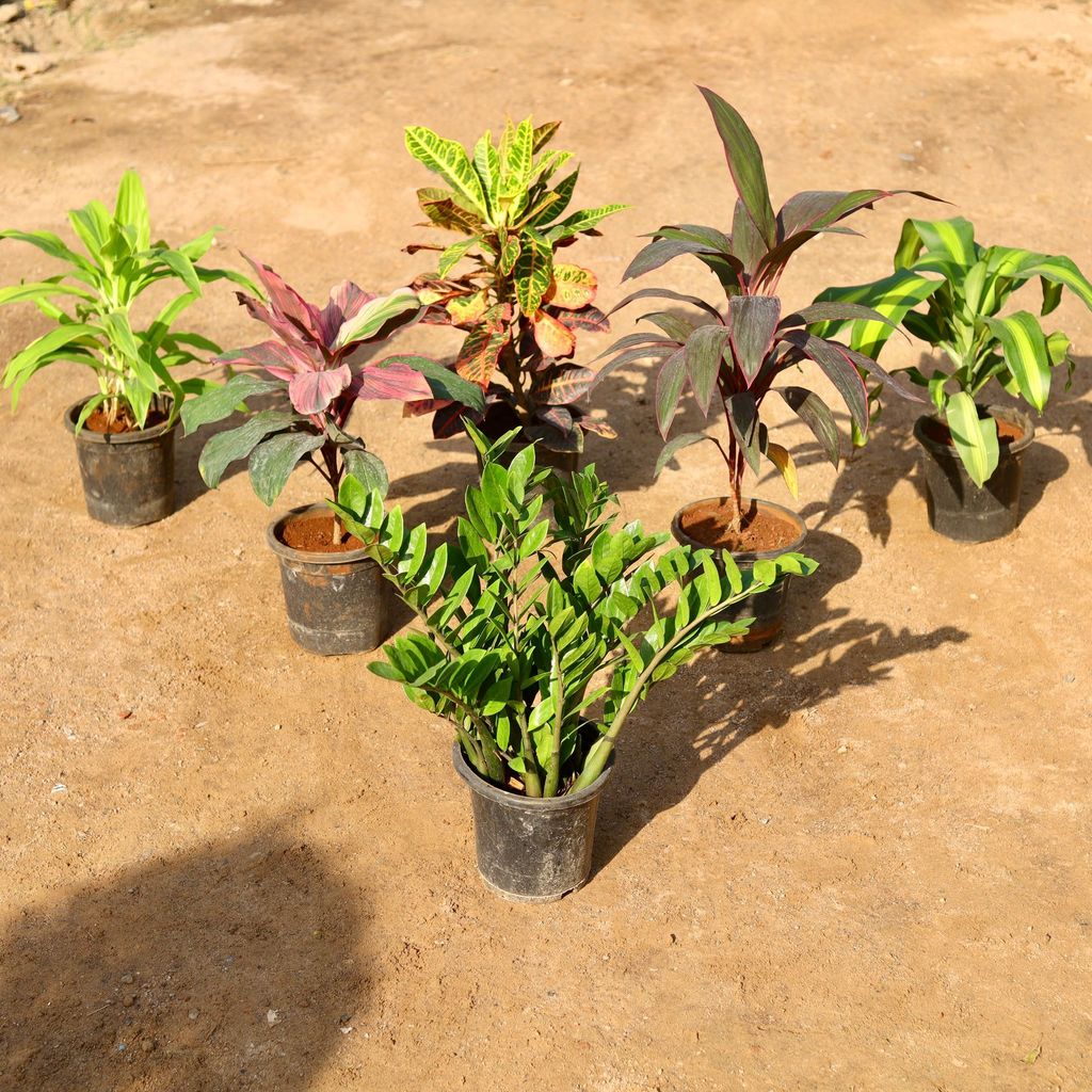 Buy Set of 6 - Dracaena Limelight, Cordyline Broad Leaf Red, Rosea, Fragrans, Zz Green & Croton Petra in 8 Inch Nursery Pot Online | Urvann.com Balcony Delight Set of 6 - Dracaena Limelight, Cordyline Broad Leaf Red, Rosea, Fragrans, Zz Green & Croton Petra in 8 Inch Nursery Pot