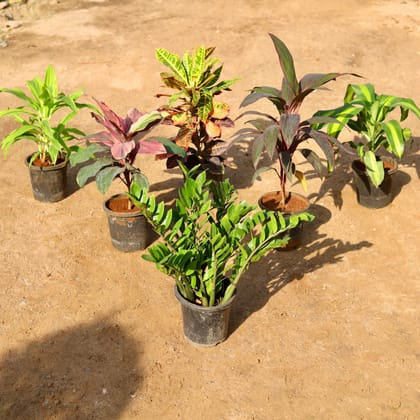 Buy Set of 6 - Dracaena Limelight, Cordyline Broad Leaf Red, Rosea, Fragrans, Zz Green & Croton Petra in 8 Inch Nursery Pot Online | Urvann.com