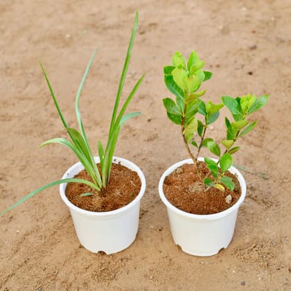 Buy Set of 2 - Rajnigandha / Tuberose & Gardenia / Gandhraaj (any colour) in 6 Inch White Nursery pot Online | Urvann.com