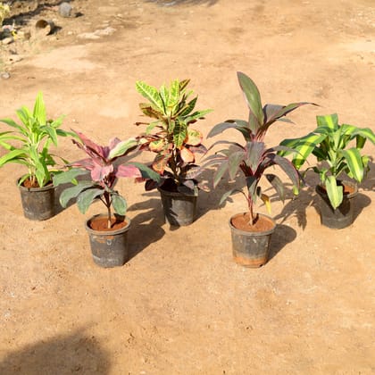 Buy Set of 5 - Dracaena Limelight, Cordyline Broad Leaf Red, Rosea, Fragrans & Croton Petra in 8 Inch Nursery Pot Online | Urvann.com