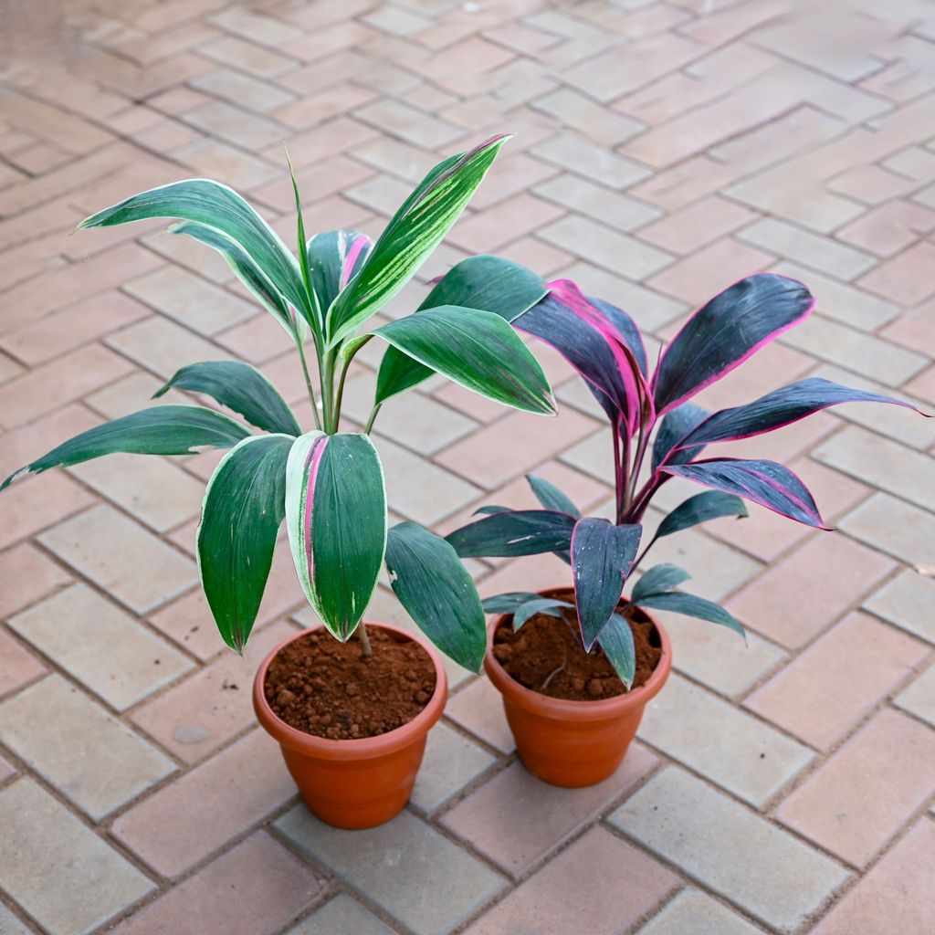 Set of 2 - Dracaena Cordyline Rosea & Cordyline Green in 7 Inch Classy Red Plastic Pot