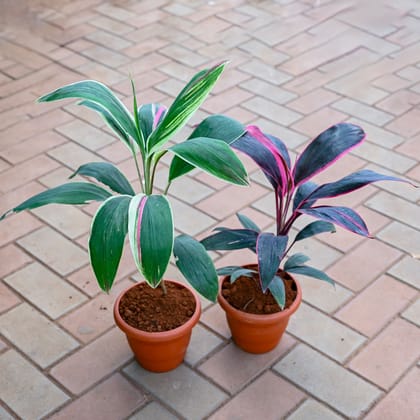 Buy Set of 2 - Dracaena Cordyline Rosea & Cordyline Green in 7 Inch Classy Red Plastic Pot Online | Urvann.com