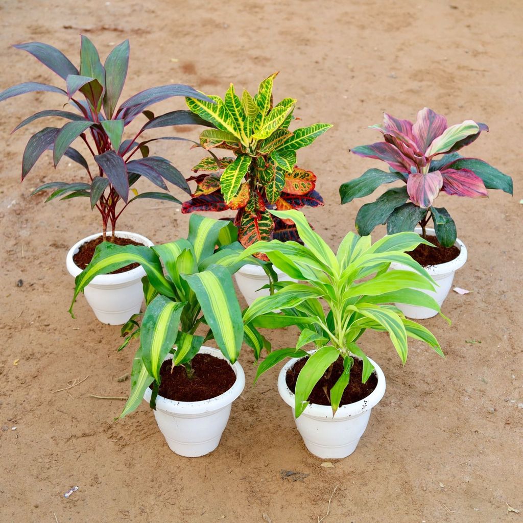 Jungle Special Combo - Set of 6 - Dracaena Rosea, Fragrans, Cordyline, Hawaiian Ti plant, croton Petra & Boasten Fern in 10 Inch Classy White Plastic Pot Jungle Special Combo - Set of 6 - Dracaena Rosea, Fragrans, Cordyline, Hawaiian Ti plant, croton Petra & Boasten Fern in 10 Inch Classy White Plastic Pot