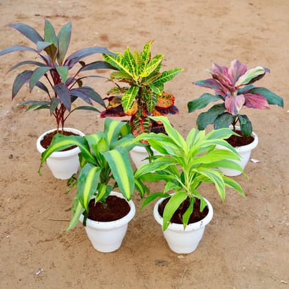 Jungle Special Combo - Set of 6 - Dracaena Rosea, Fragrans, Cordyline, Hawaiian Ti plant, croton Petra & Boasten Fern in 10 Inch Classy White Plastic Pot