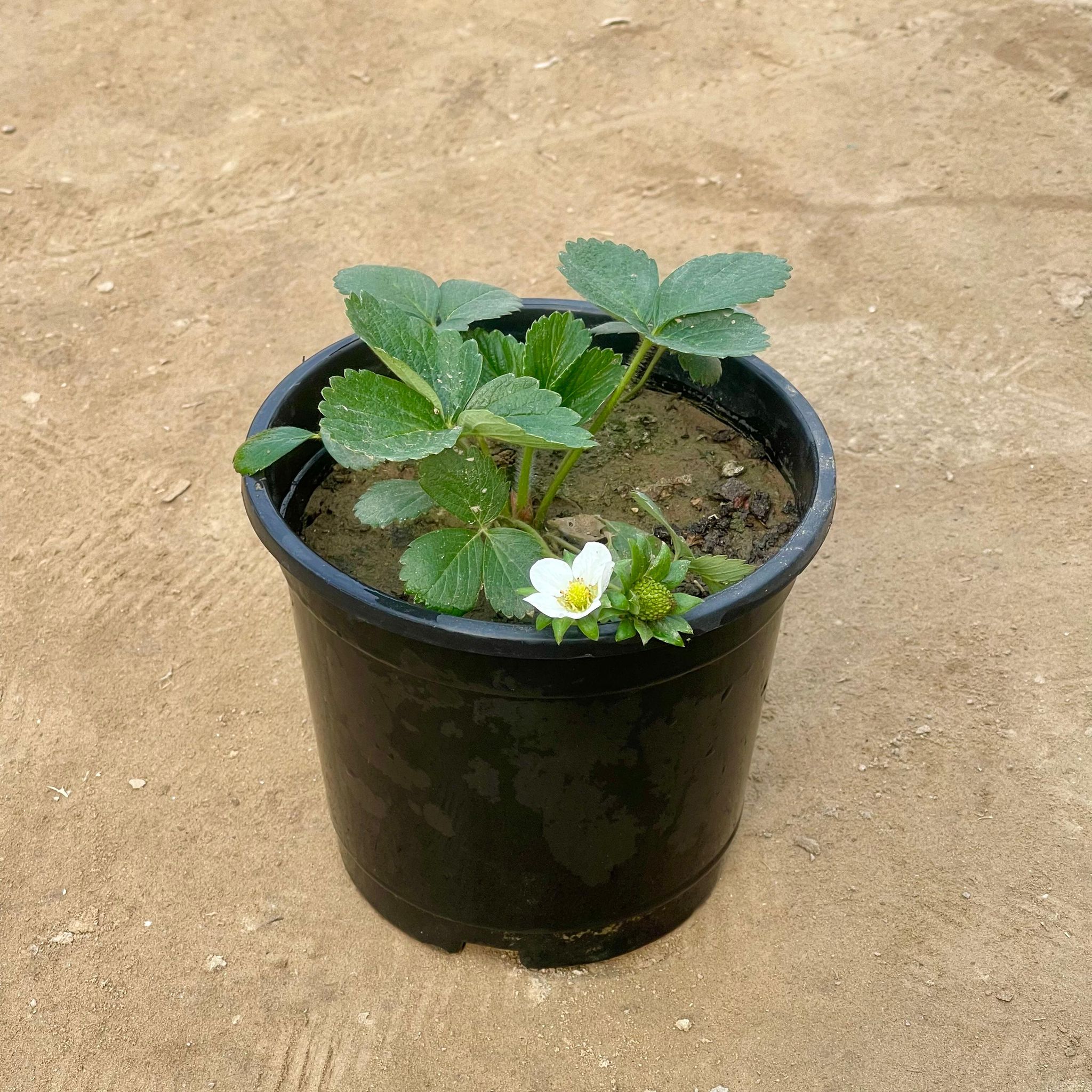 Strawberry Plant in 6 Inch Nursery Pot