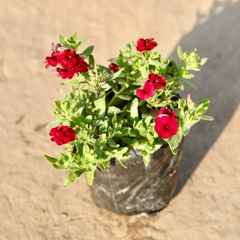 Phlox Flower Plant in 4 Inch Nursery Bag