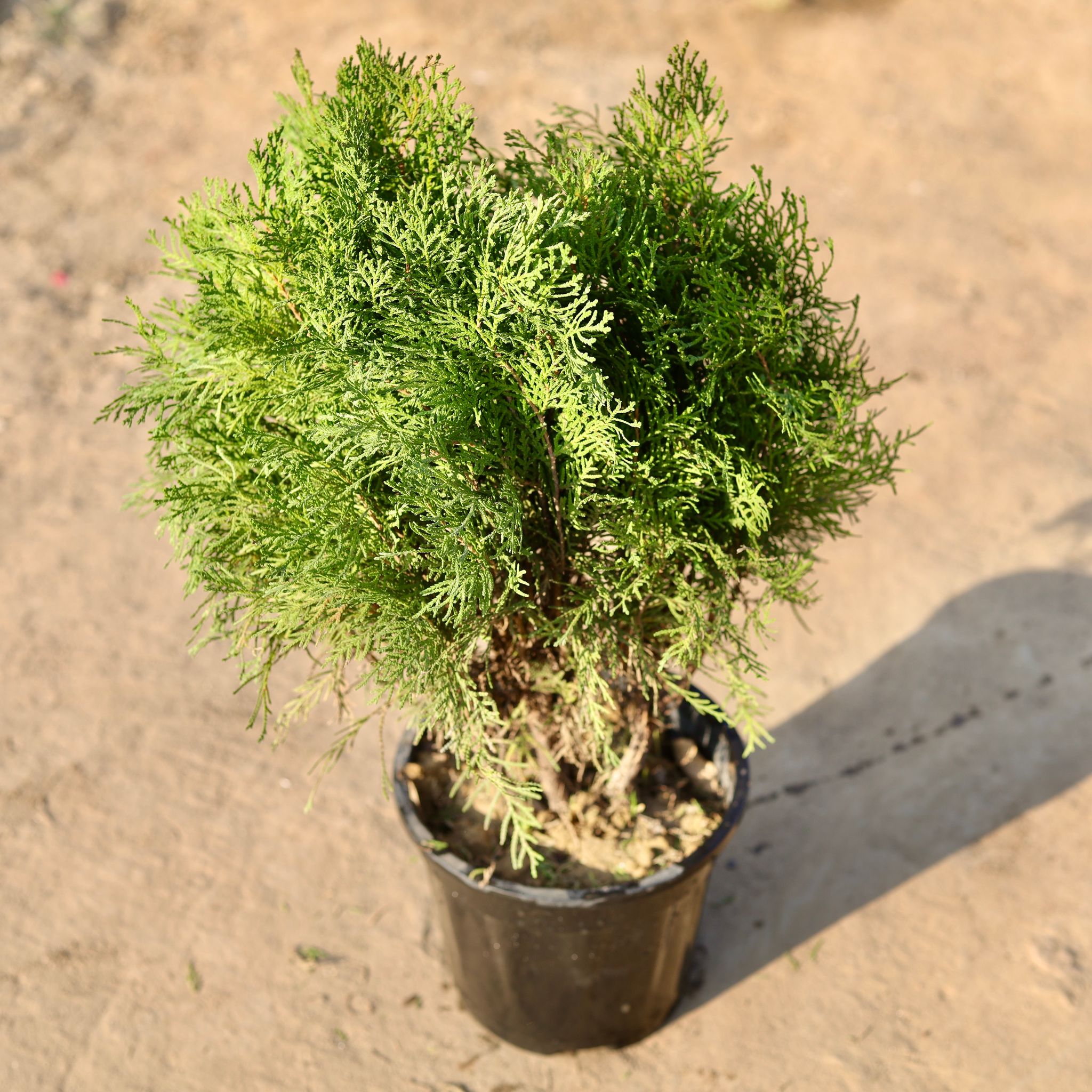 Morpankhi / Thuja in 8 Inch Nursery Pot