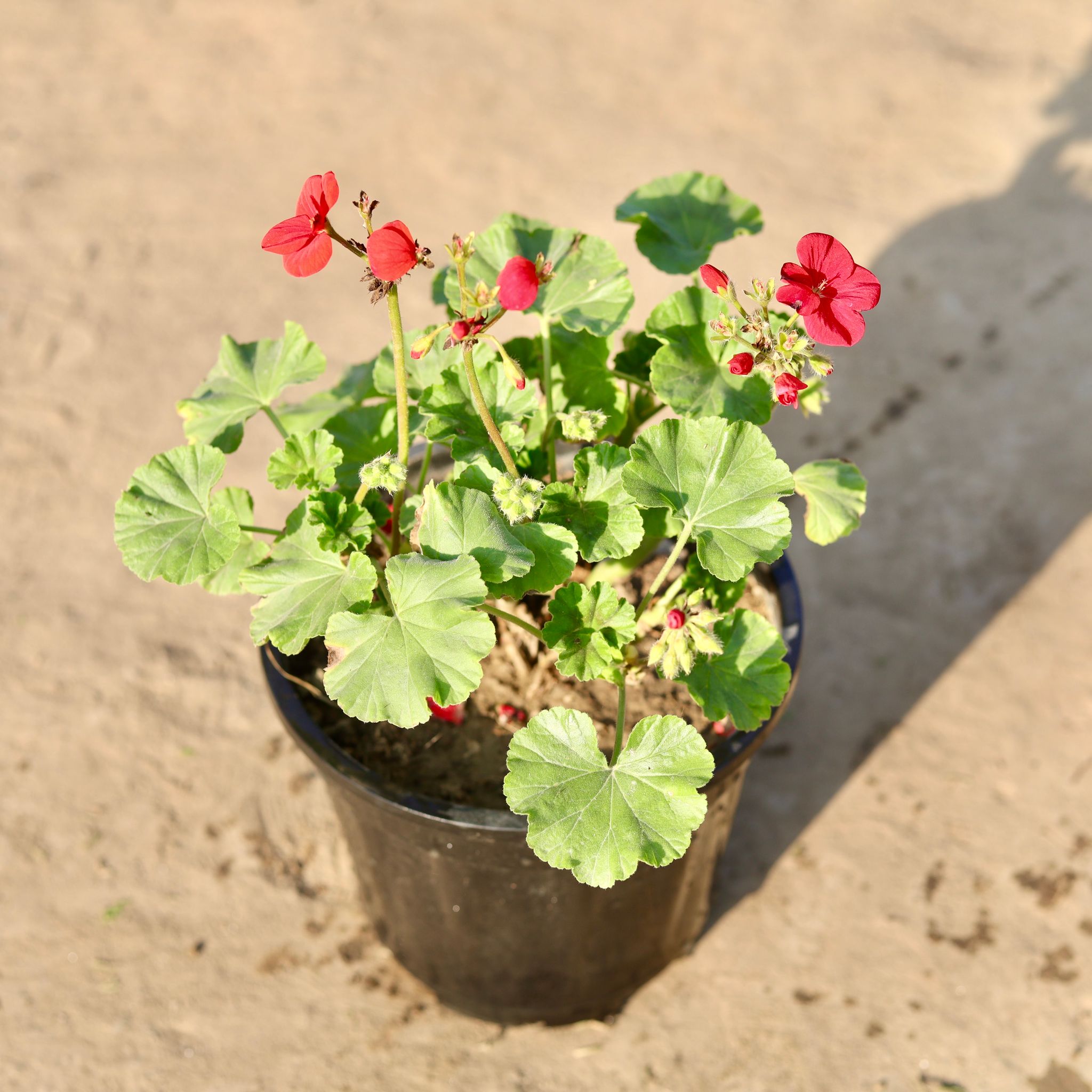 Geranium (Any Colour) in 6 Inch Nursery Pot