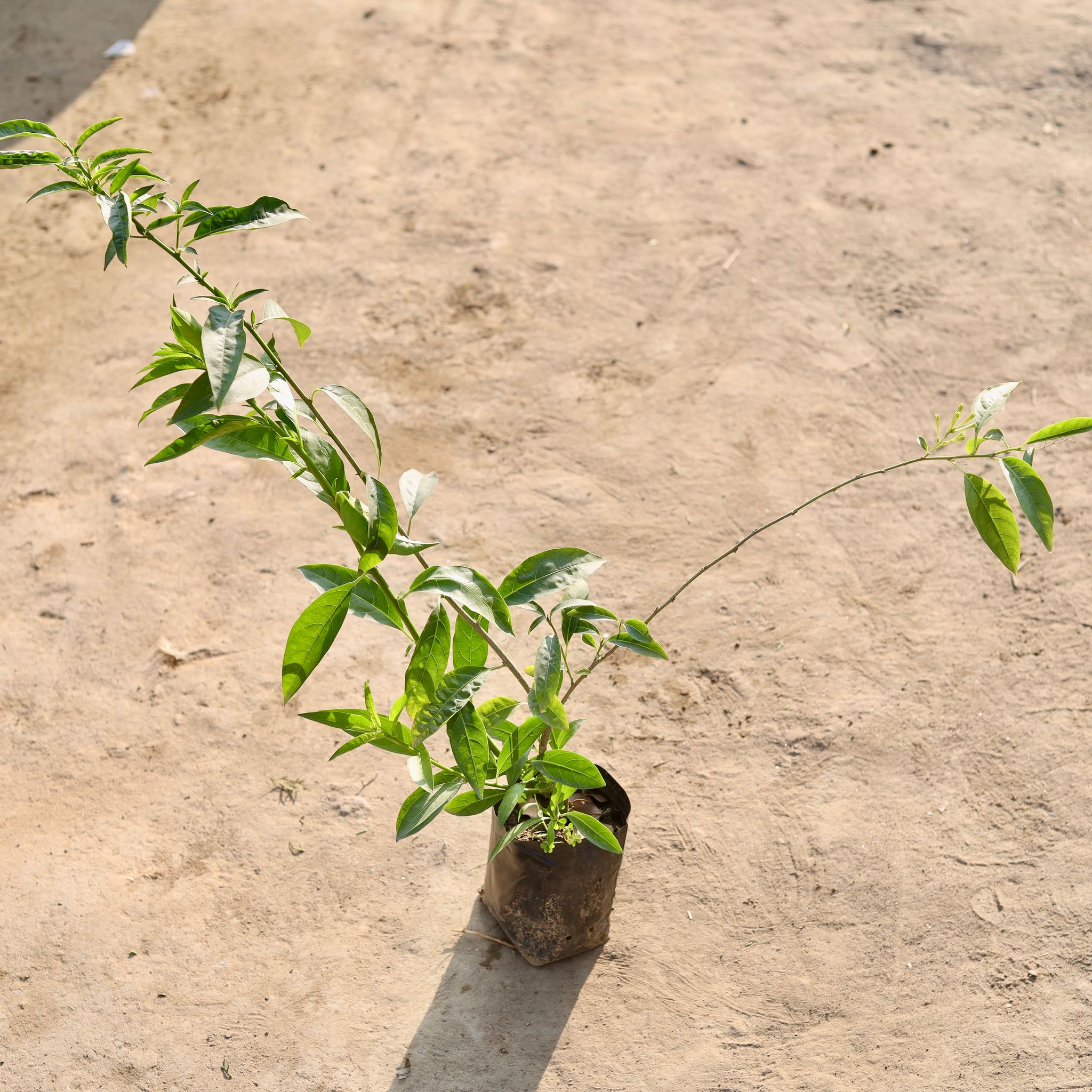 Raat Ki Rani in 4 Inch Nursery Bag