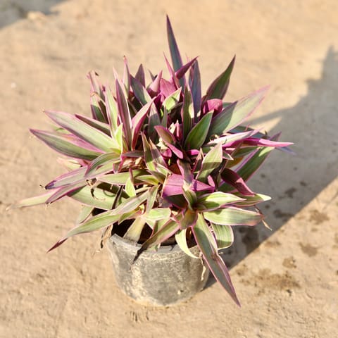 Rhoeo / Durangi Big Leaf in 6 Inch Nursery Pot