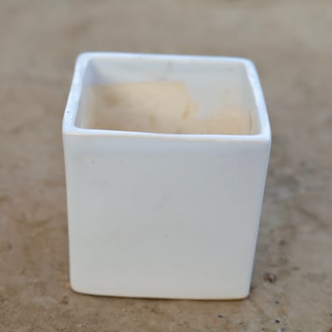 4 Inch White Square Ceramic Pot (Any Colour)