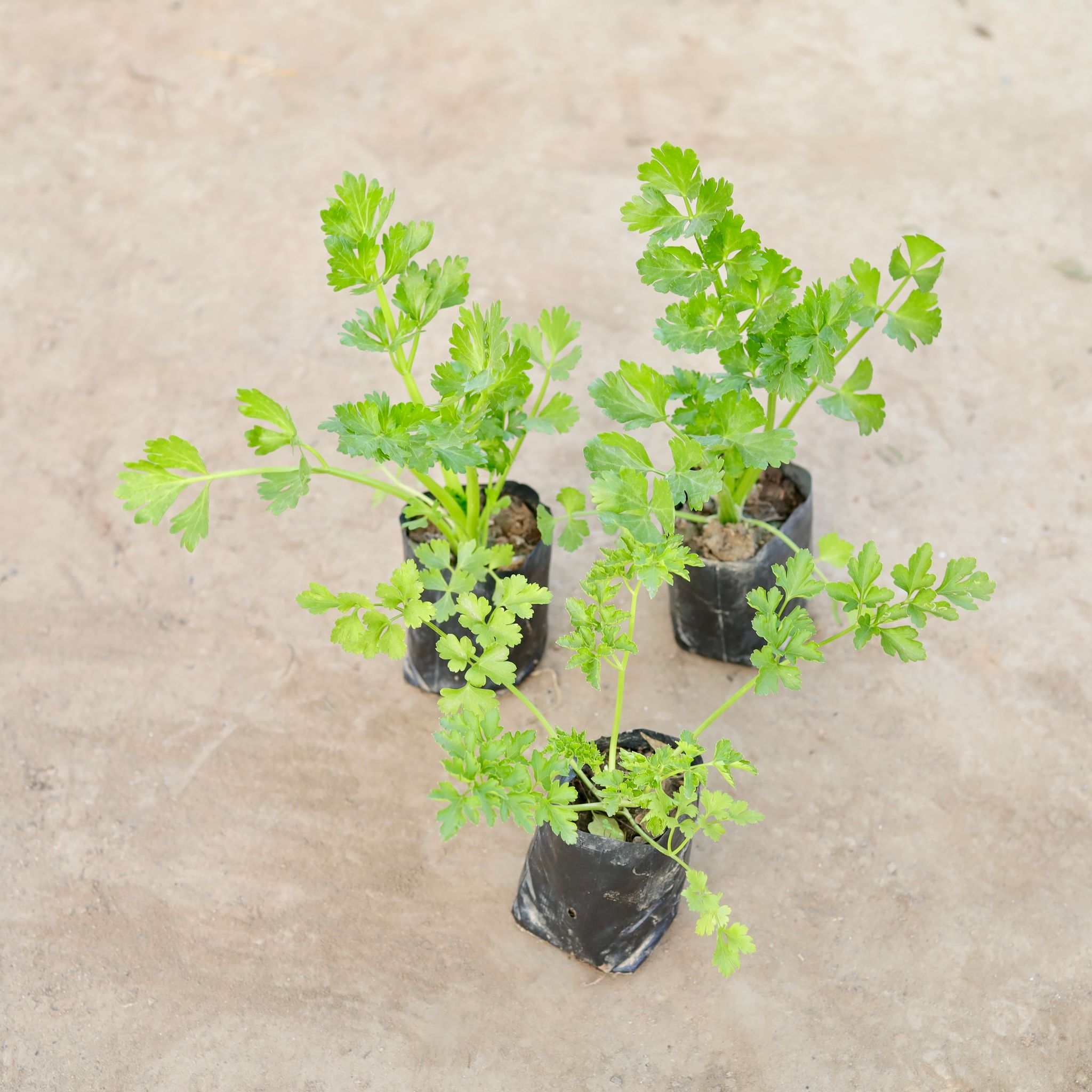 Set of 3 - Celery / Paneer Plant in 4 Inch Nursery Bag