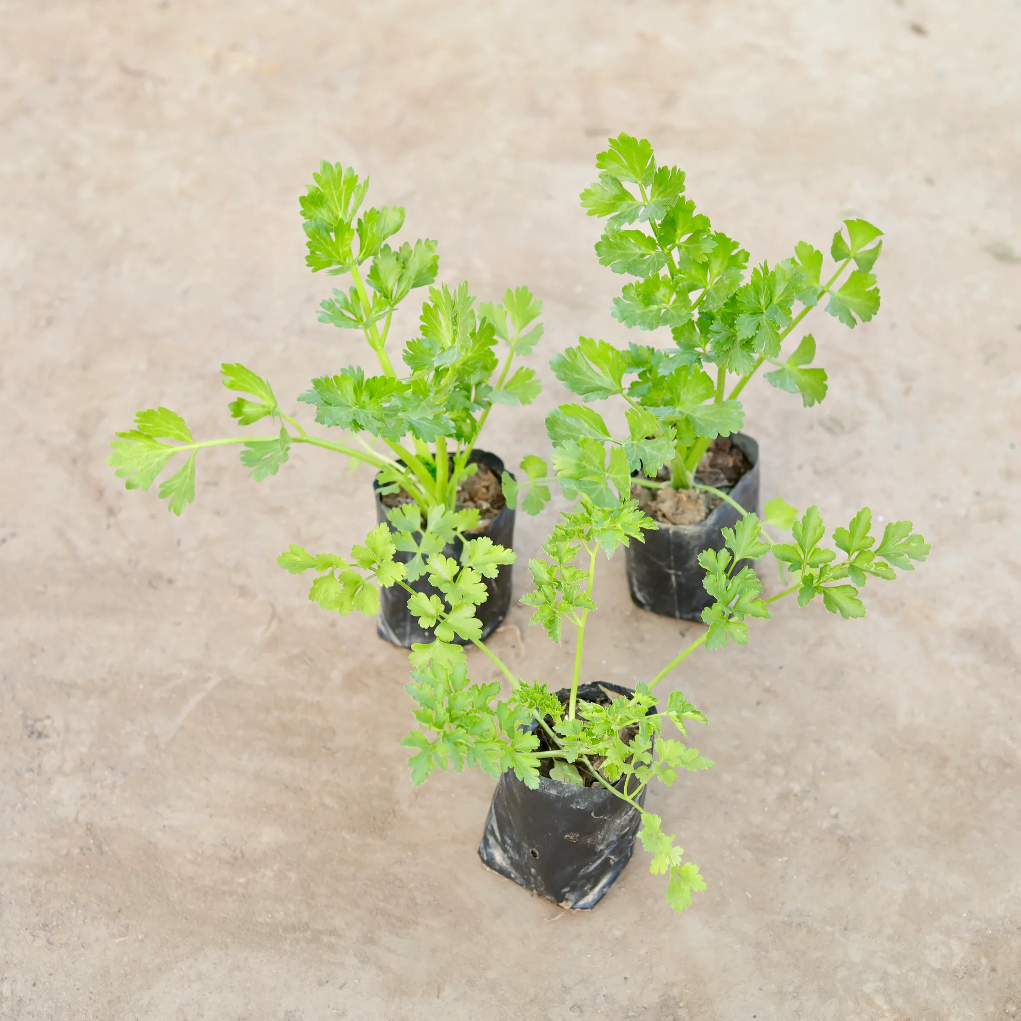 Set of 3 - Celery / Paneer Plant in 4 Inch Nursery Bag