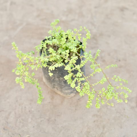 Baby Tears / Pilea Microphylla in 4 Inch Nursery Bag