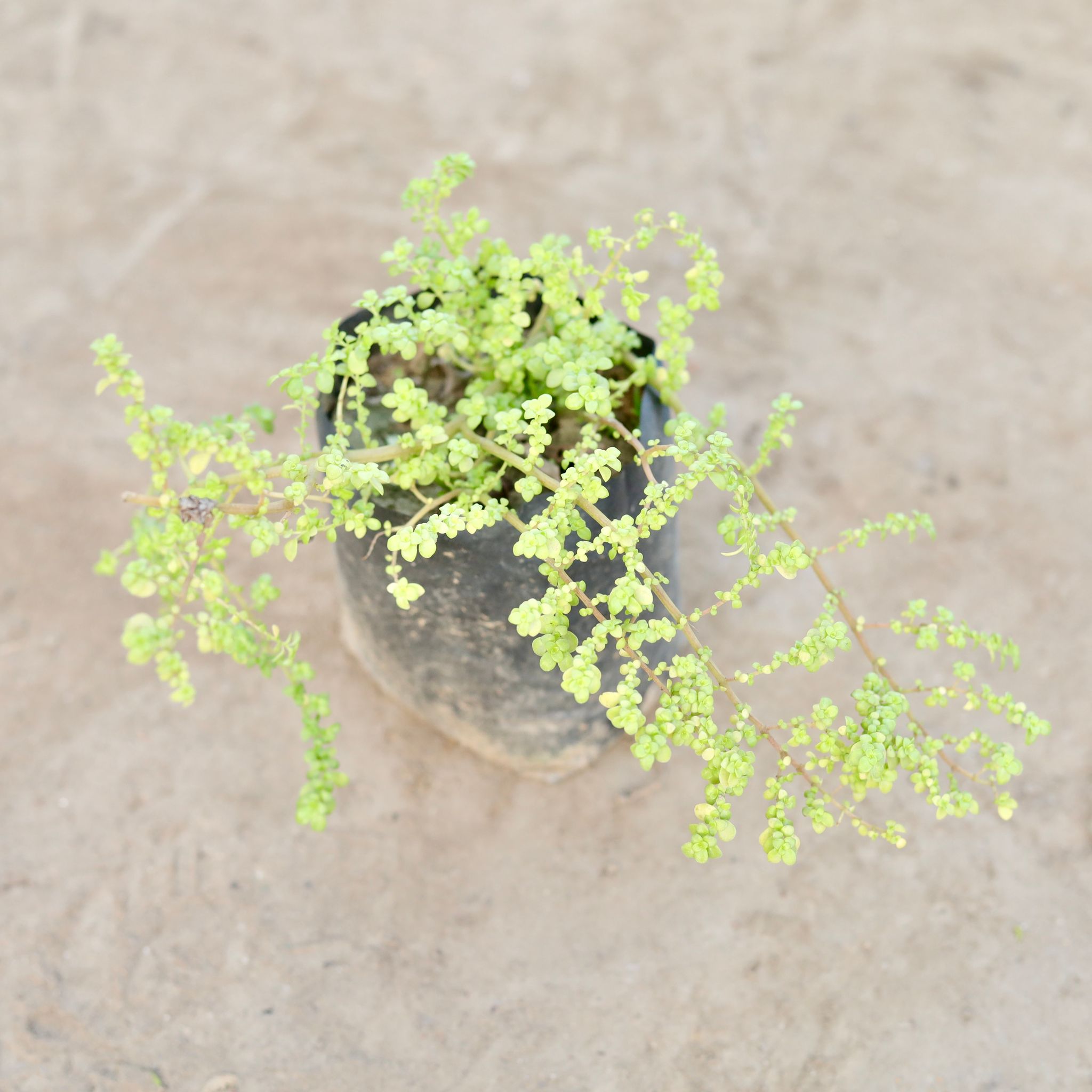 Baby Tears / Pilea Microphylla in 4 Inch Nursery Bag