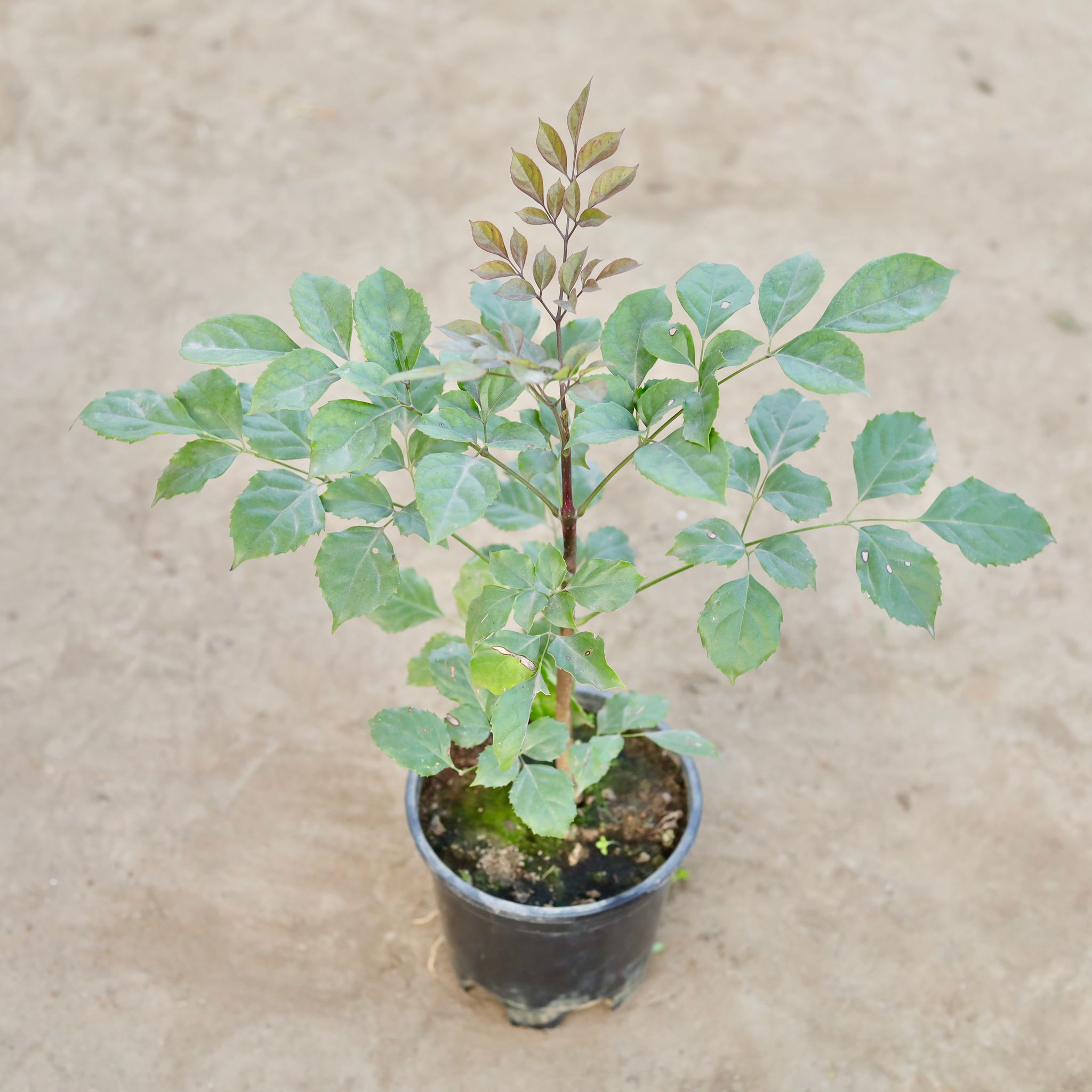 Radermachera / China Doll in 6 Inch Nursery Pot