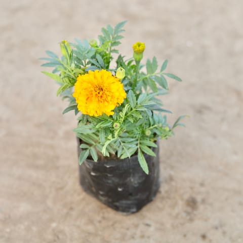 Marigold (Any Colour) in 4 Inch Nursery Bag