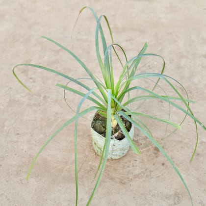 Buy Nolina Palm / Ponytail Palm in 4 Inch Nursery Bag Online | Urvann.com