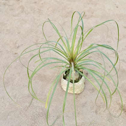 Buy Nolina Palm / Ponytail Palm in 6 Inch Nursery Bag Online | Urvann.com