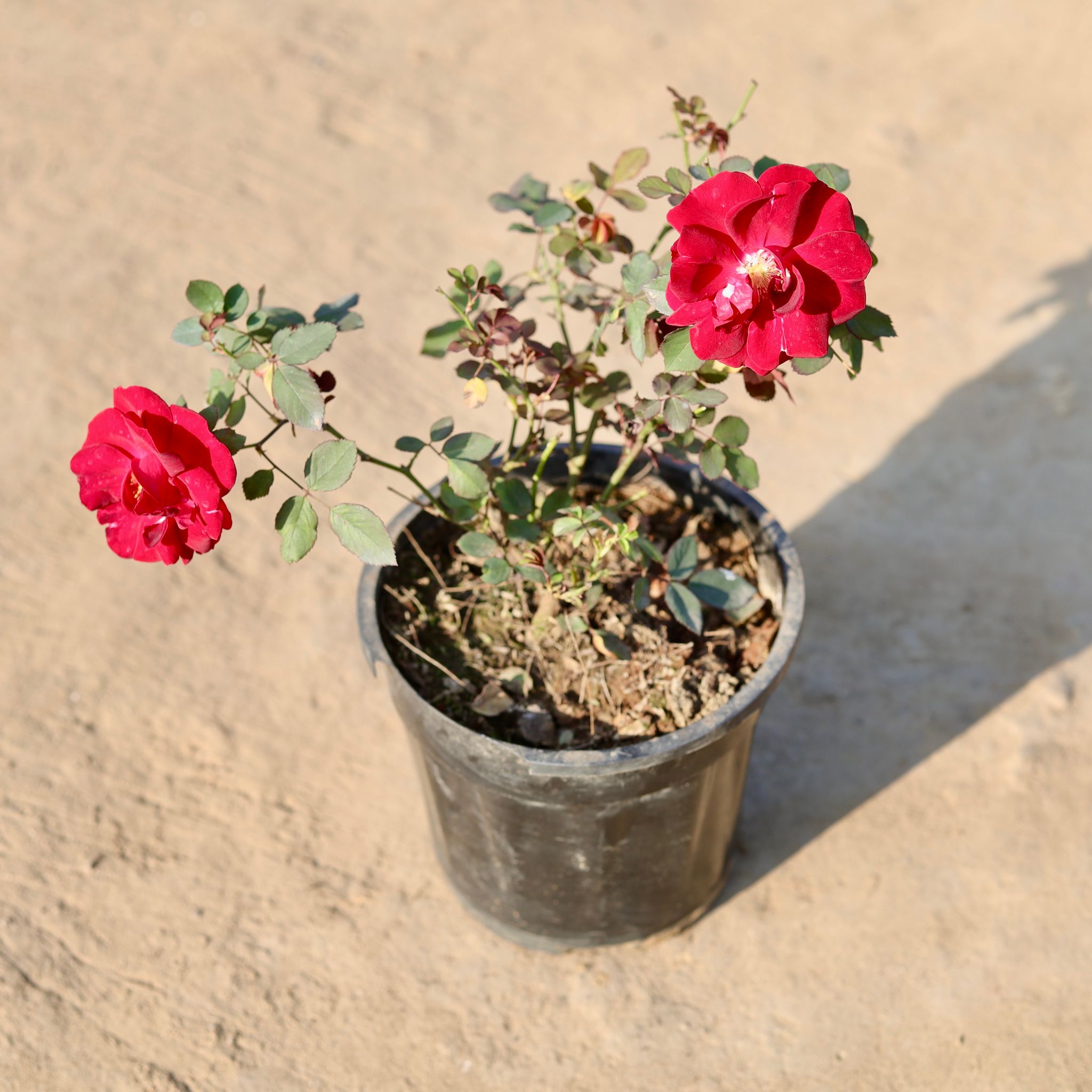 Kashmiri Rose Red in 8 Inch Nursery Pot
