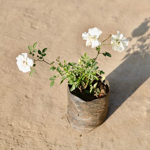 Kashmiri Rose White in 8 Inch Nursery Bag