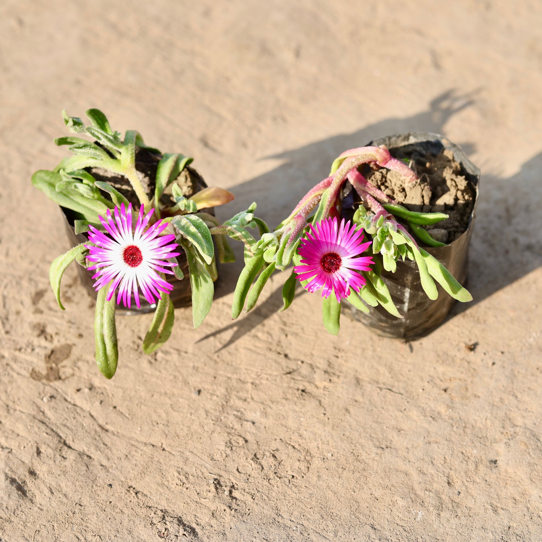 Ice Plant (Any Colour) in 4 Inch Nursery Bag