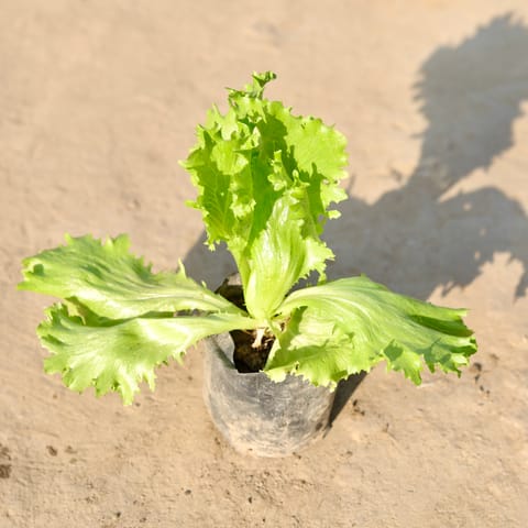 Lettuce Green / Salad Patta in 4 Inch Nursery Bag